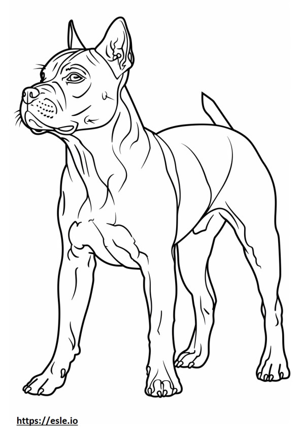 Desenho animado do American Staffordshire Terrier para colorir