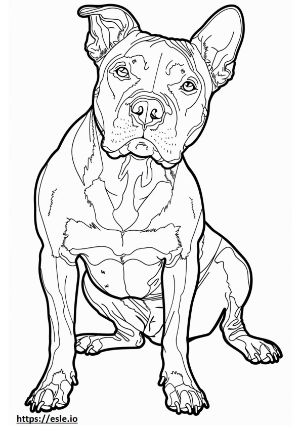 American Staffordshire Terrier fofo para colorir