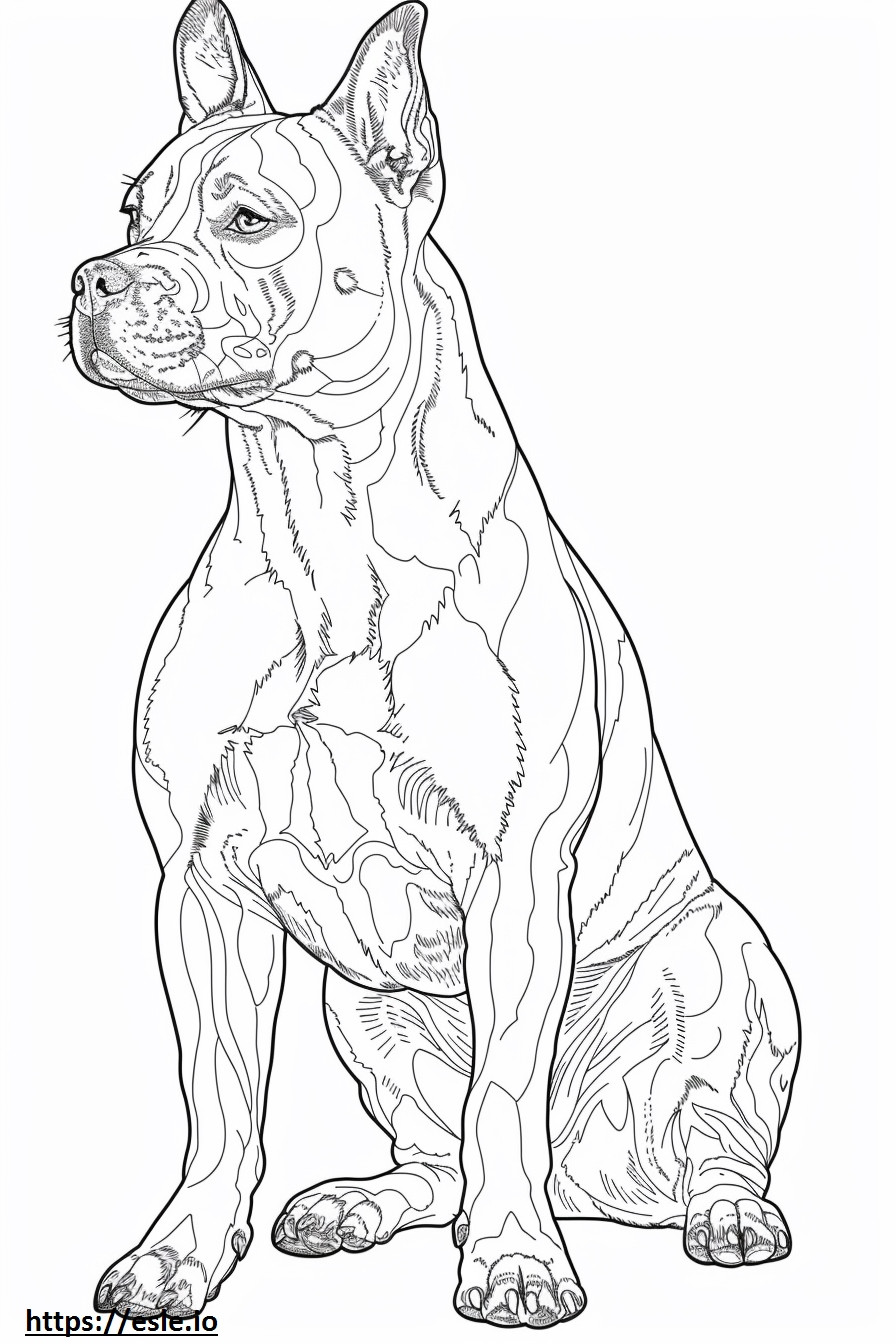 American Staffordshire Terrier cute coloring page