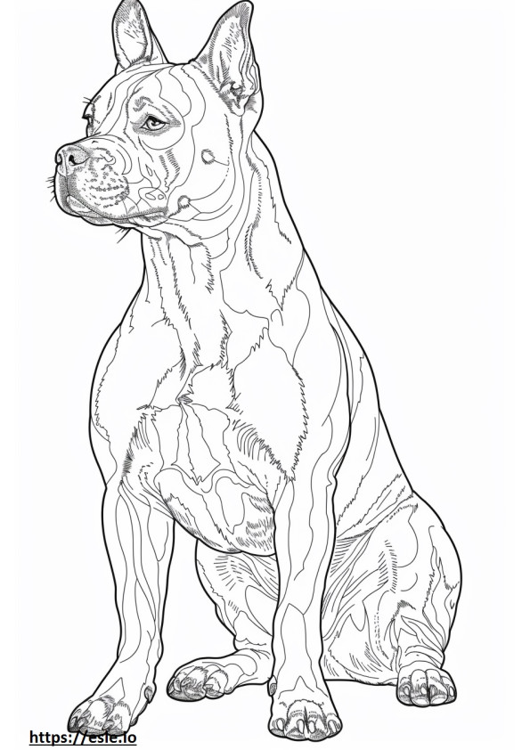 Staffordshire terrier americano lindo para colorear e imprimir