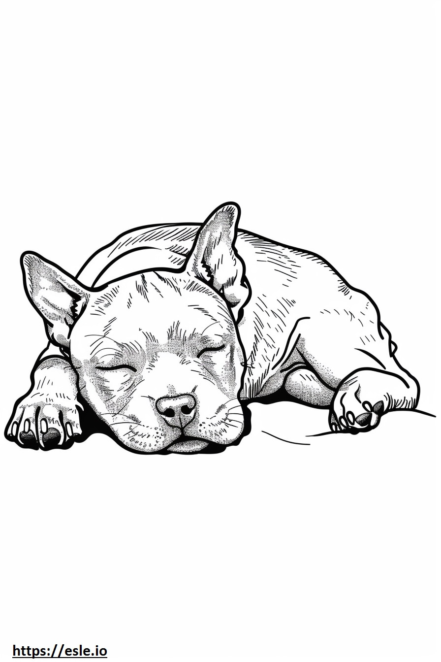 Amerykański Staffordshire Terrier śpi kolorowanka