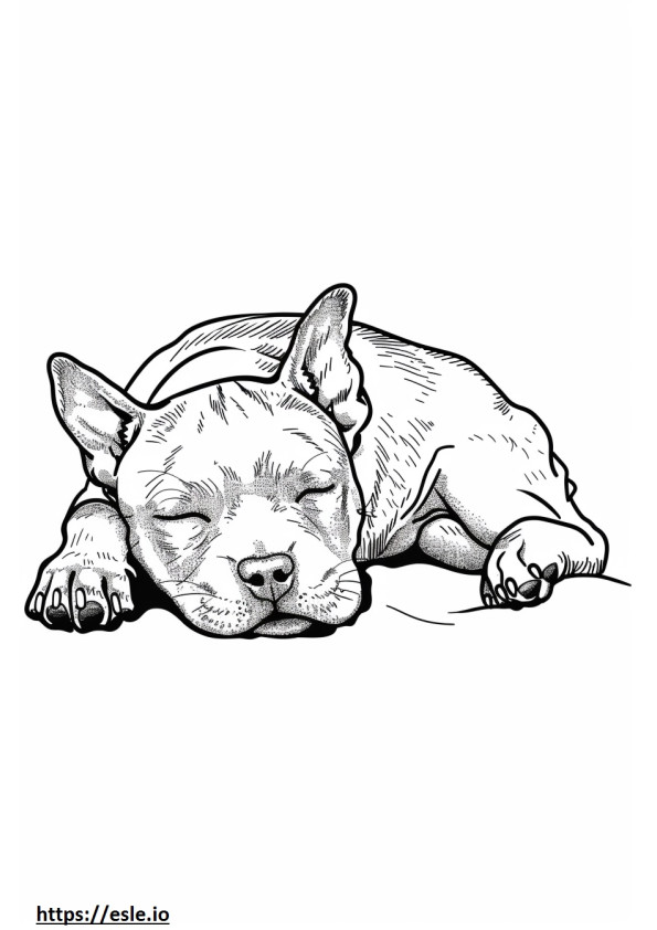 American Staffordshire Terrier durmiendo para colorear e imprimir