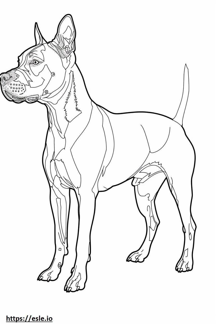 Gioco dell'American Staffordshire Terrier da colorare