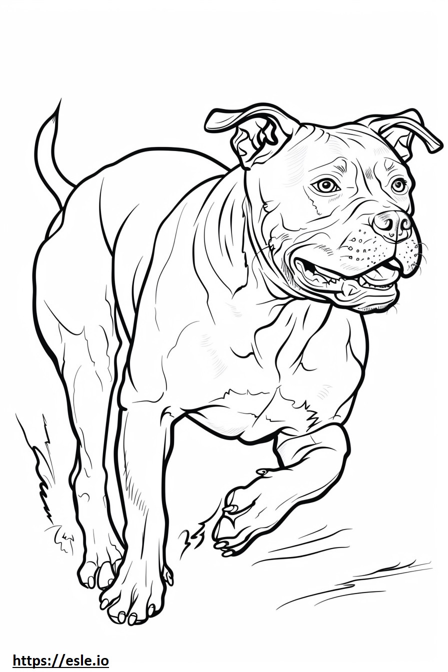 American Staffordshire Terrier Playing coloring page
