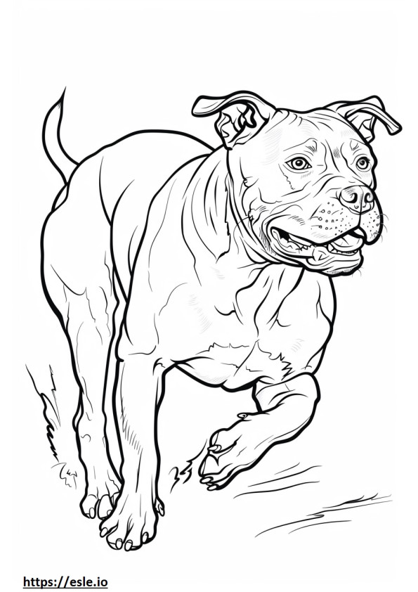 Jogo do American Staffordshire Terrier para colorir