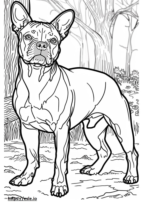 American Staffordshire Terrier amigável para colorir