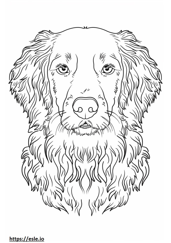 American Water Spaniel face coloring page