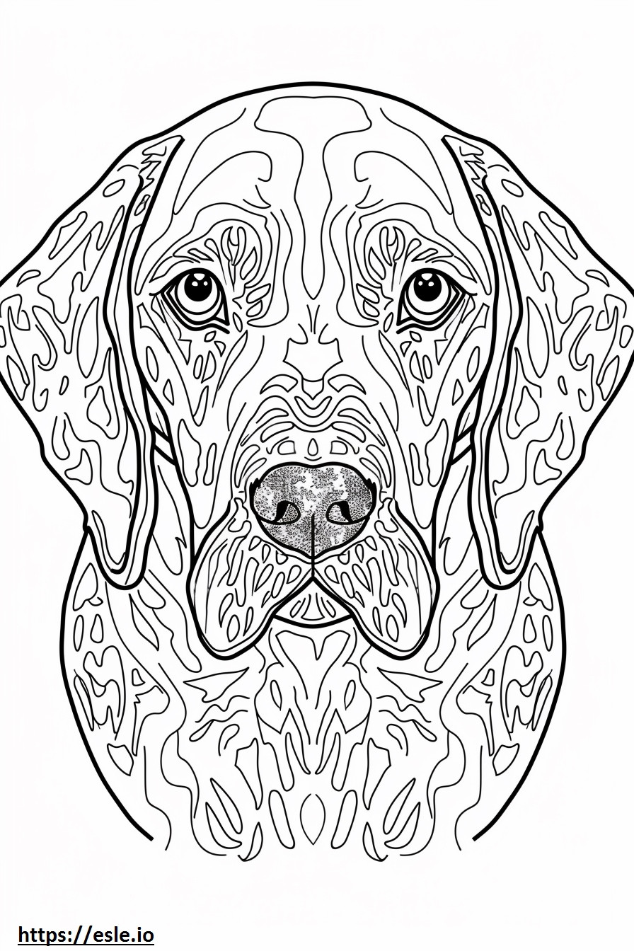 Cara del perro de agua americano para colorear e imprimir