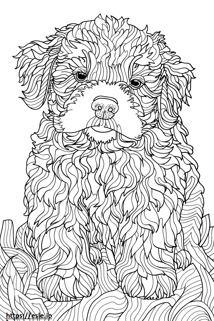 American Water Spaniel baby coloring page