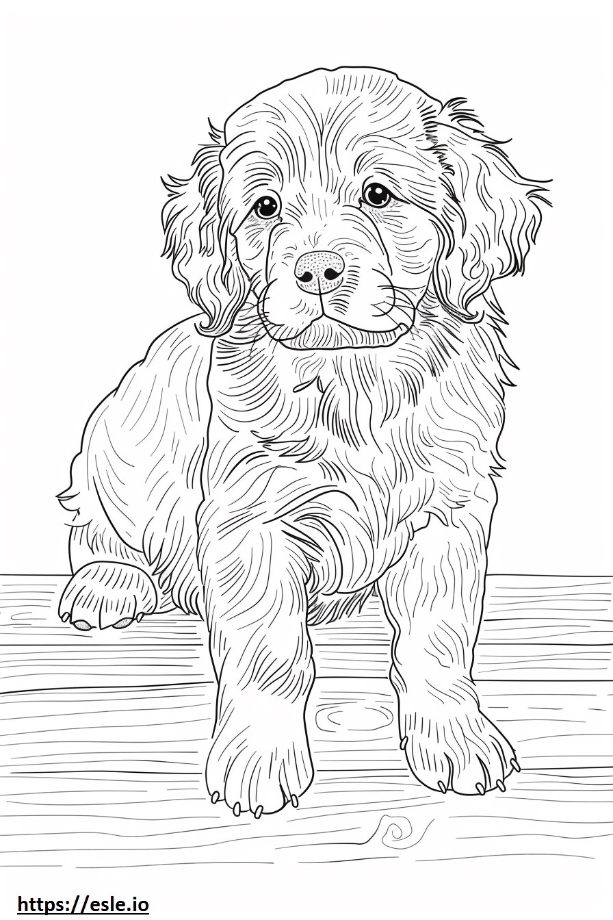 American Water Spaniel baby coloring page