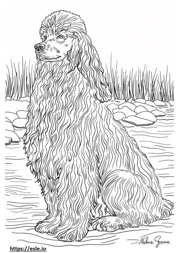 Dibujos animados de perro de agua americano para colorear e imprimir