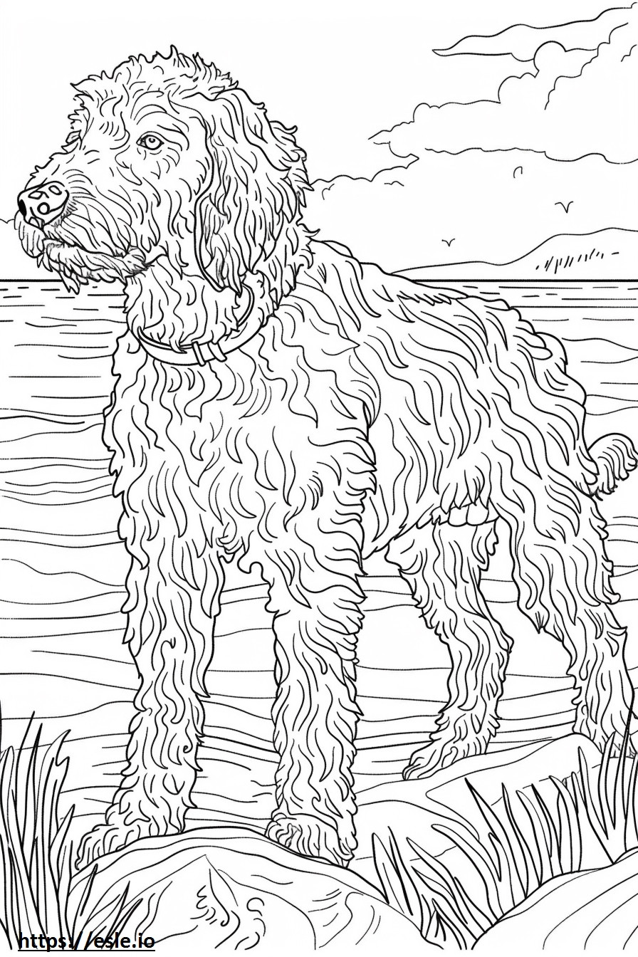 American Water Spaniel cute coloring page