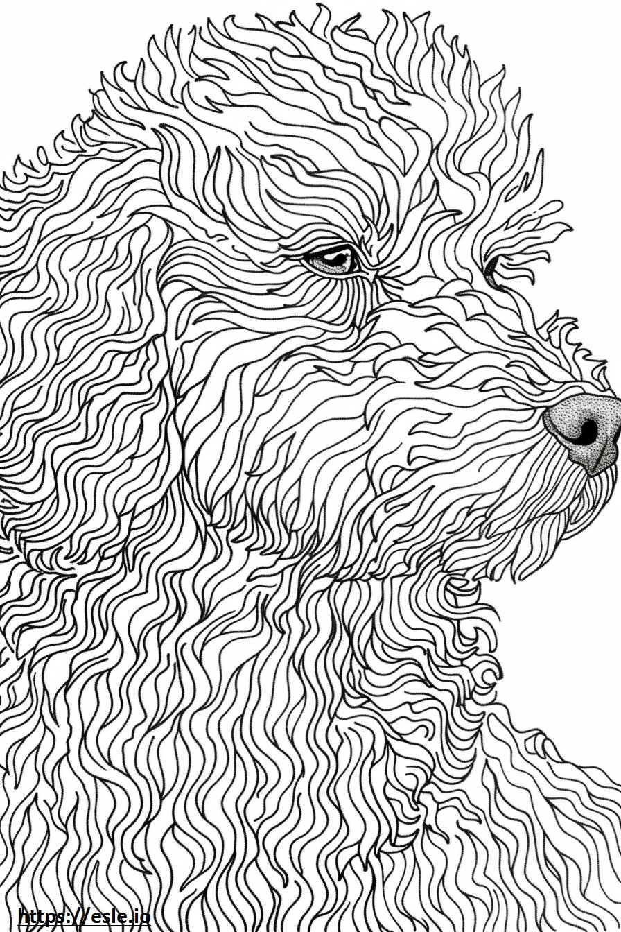 American Water Spaniel cute coloring page