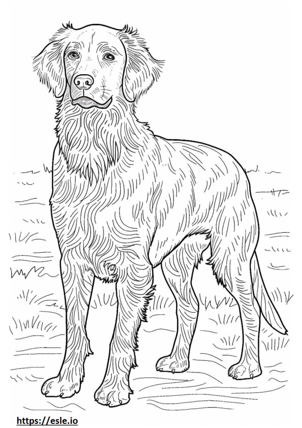 American Water Spaniel happy coloring page