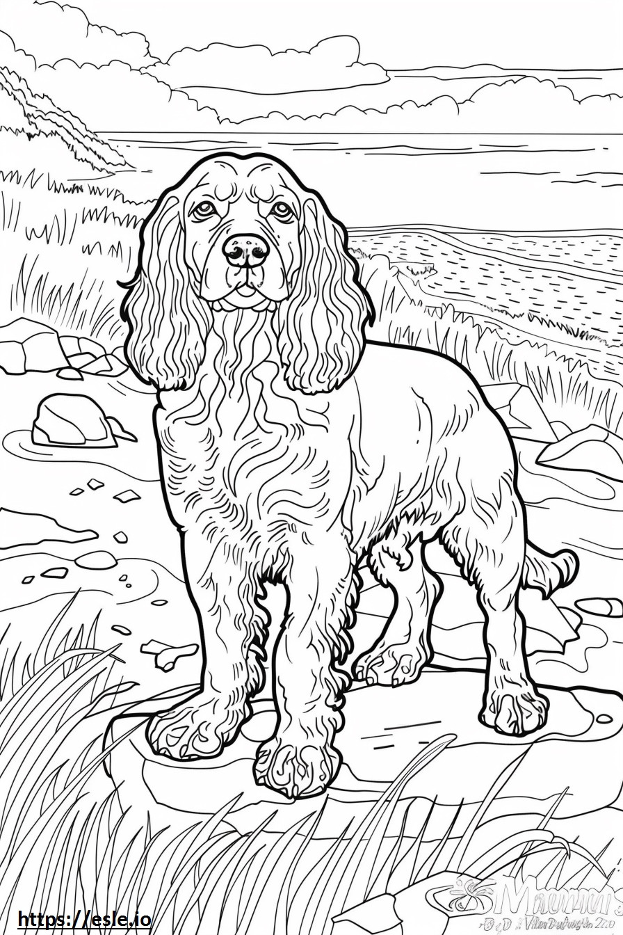 American Water Spaniel Playing coloring page