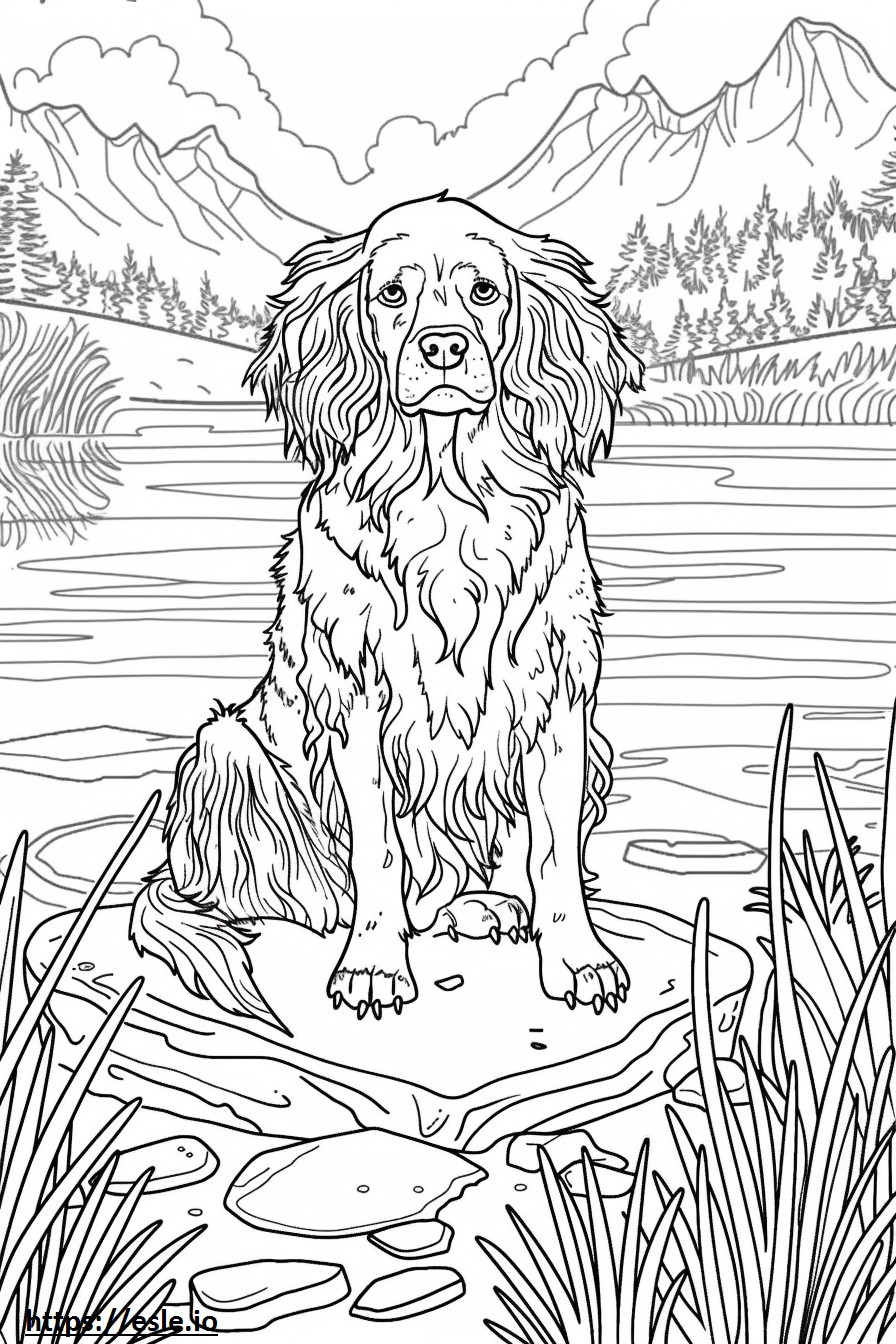 American Water Spaniel Friendly coloring page