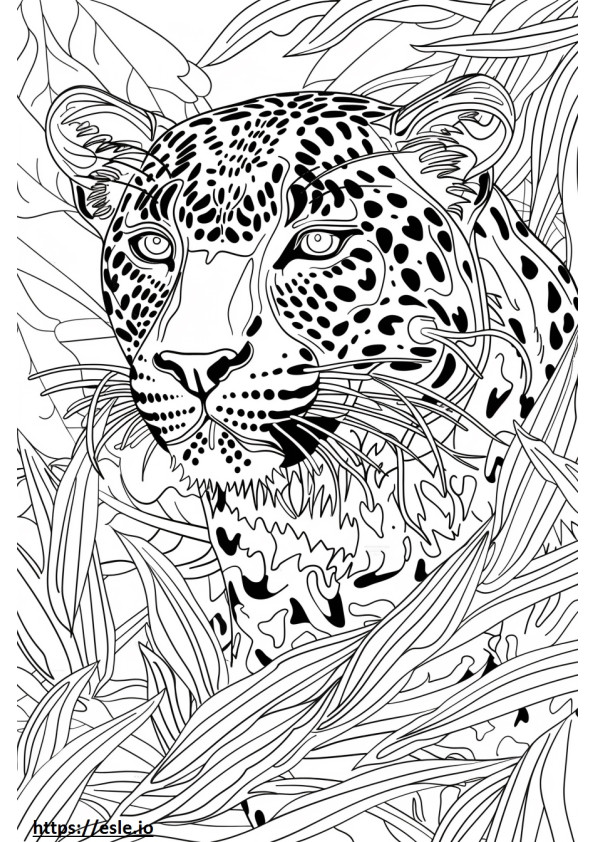 Amur Leopardin kasvot värityskuva