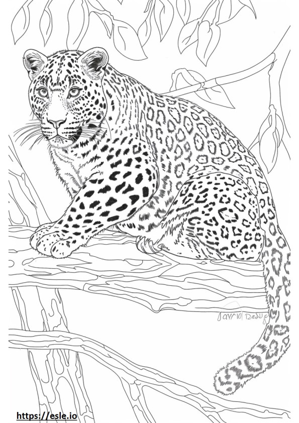 Leopardo dell'Amur a corpo intero da colorare