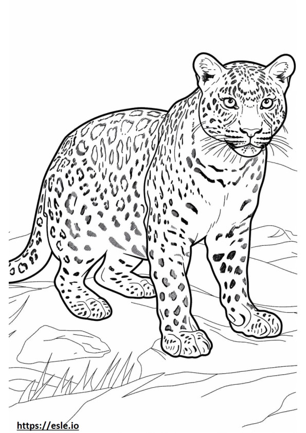 Leopardo dell'Amur carino da colorare