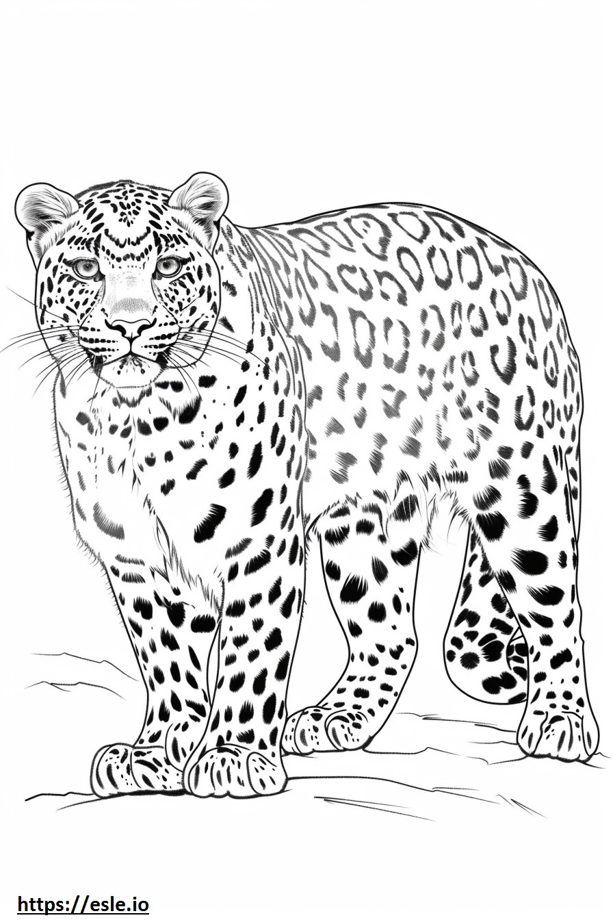 Leopardo de Amur feliz para colorear e imprimir