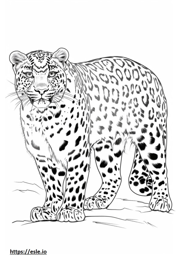 Amur Leopard boldog szinező