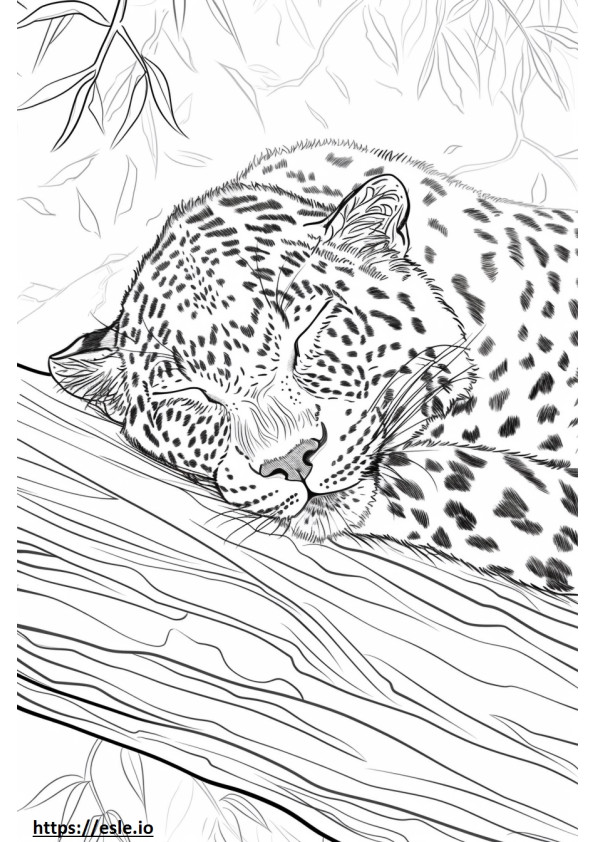 Leopardul Amur Dormit de colorat