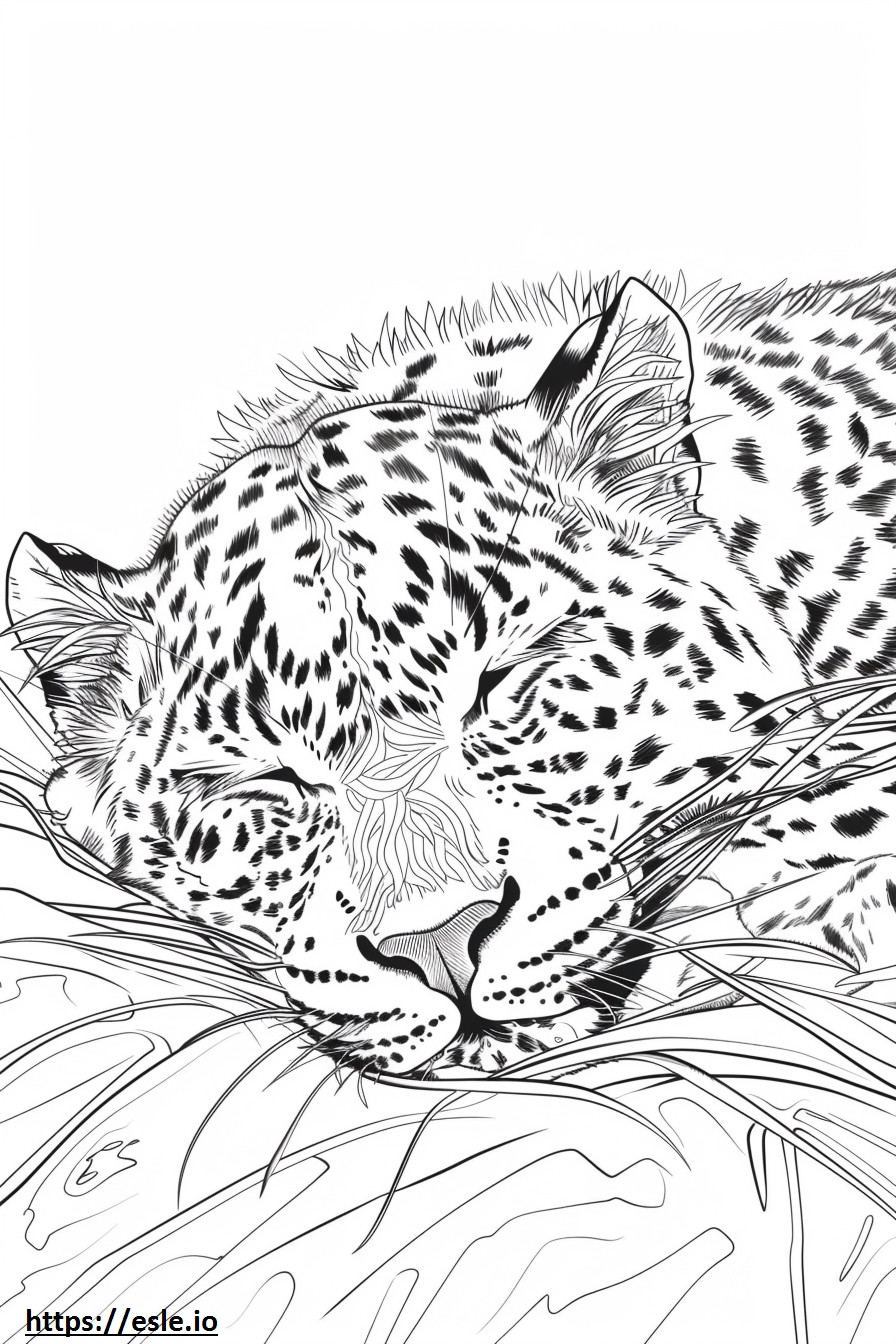 Leopardul Amur Dormit de colorat