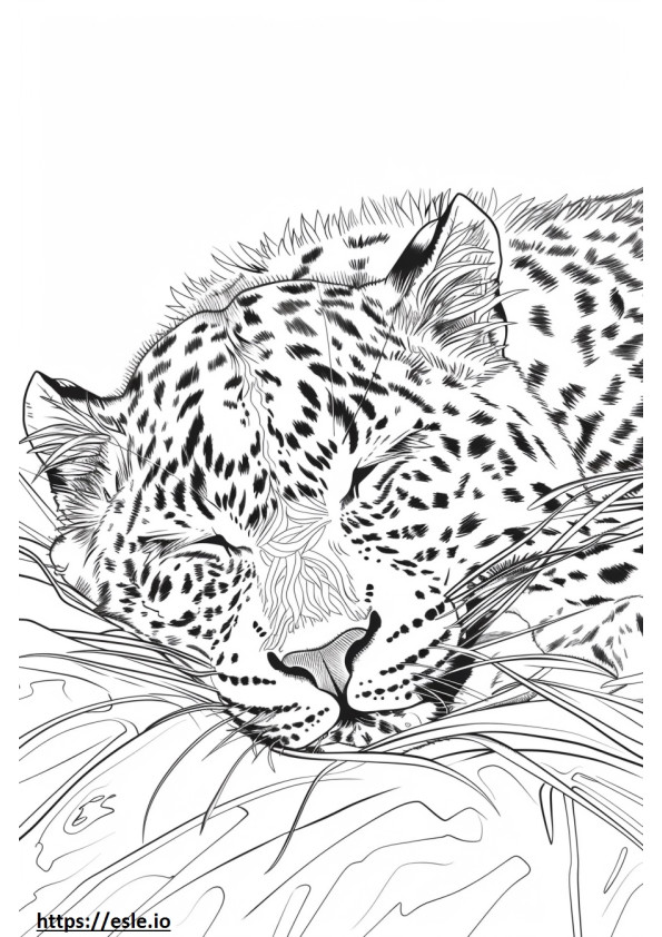 Uyuyan Amur Leoparı boyama
