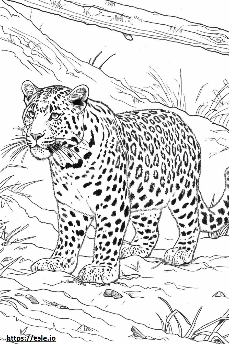 Leopardul Amur se joacă de colorat
