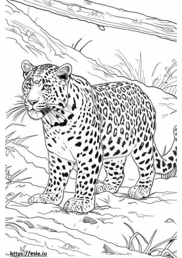 Amur Leopárd játszik szinező