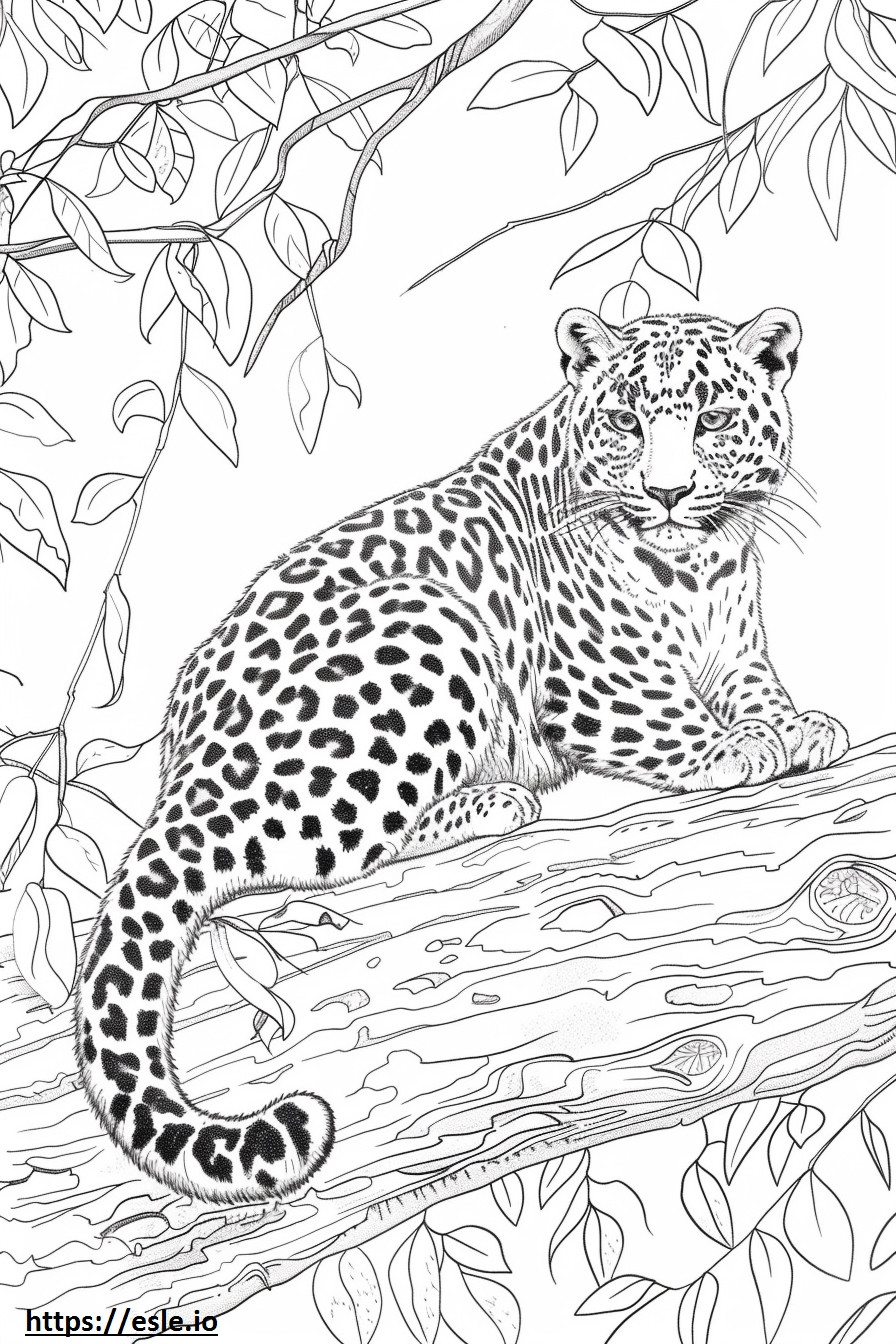 Amur Leopardo Amigável para colorir