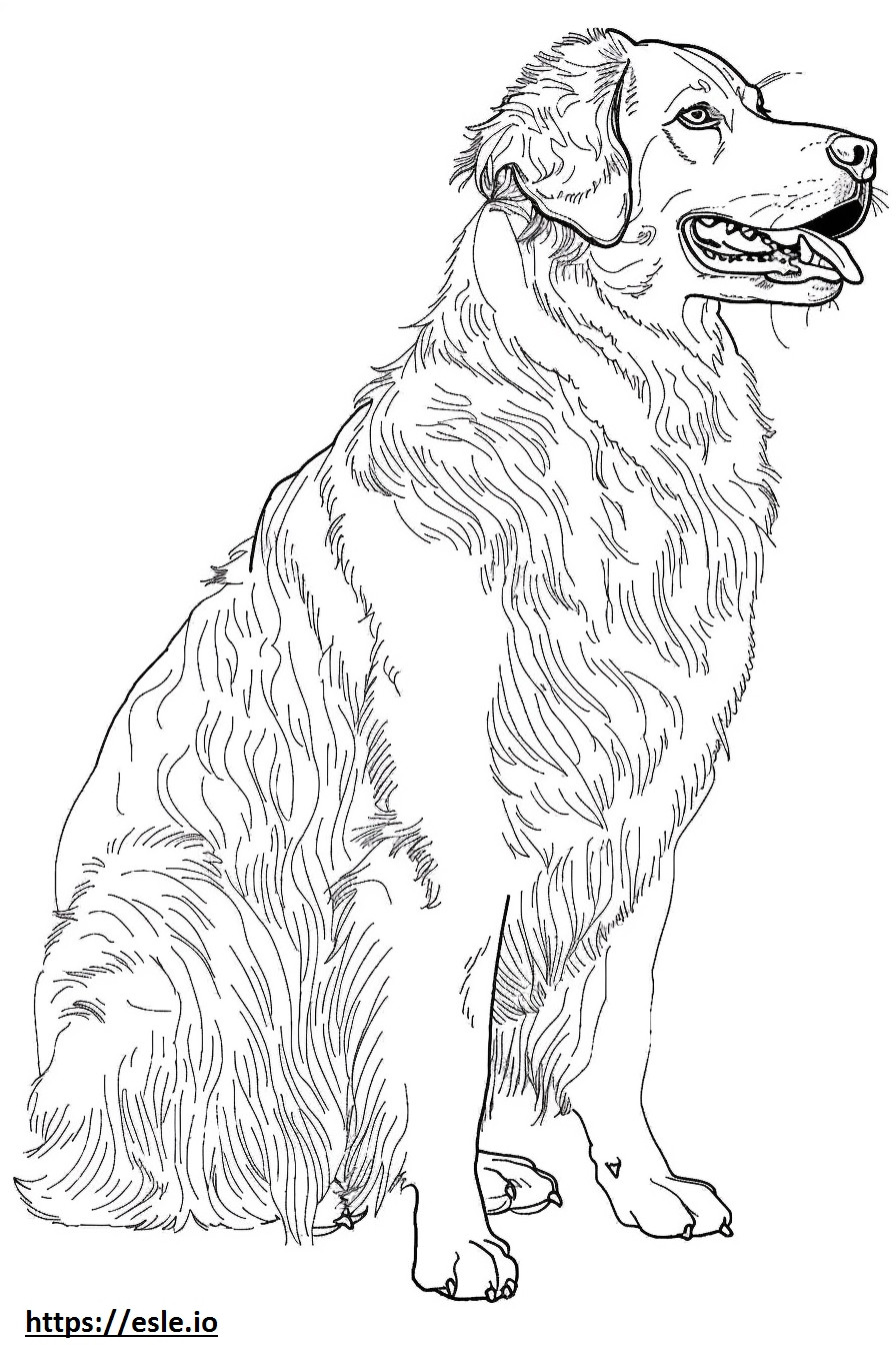 Corpo inteiro do cão pastor da Anatólia para colorir