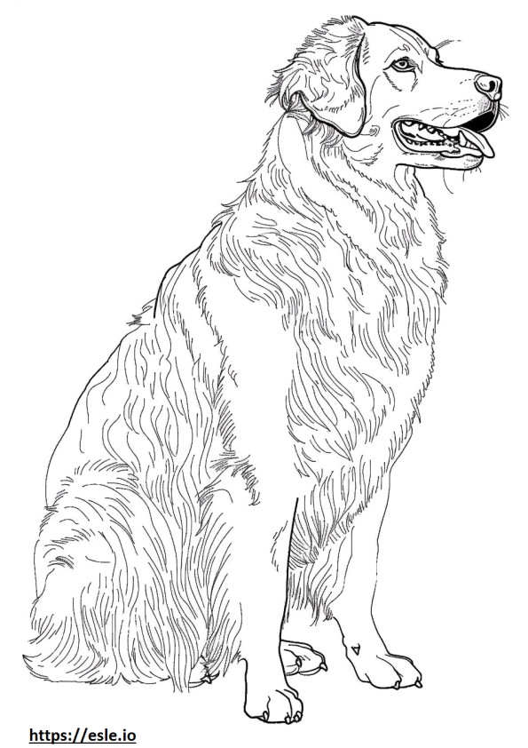 Anatolian Shepherd Dog full body coloring page