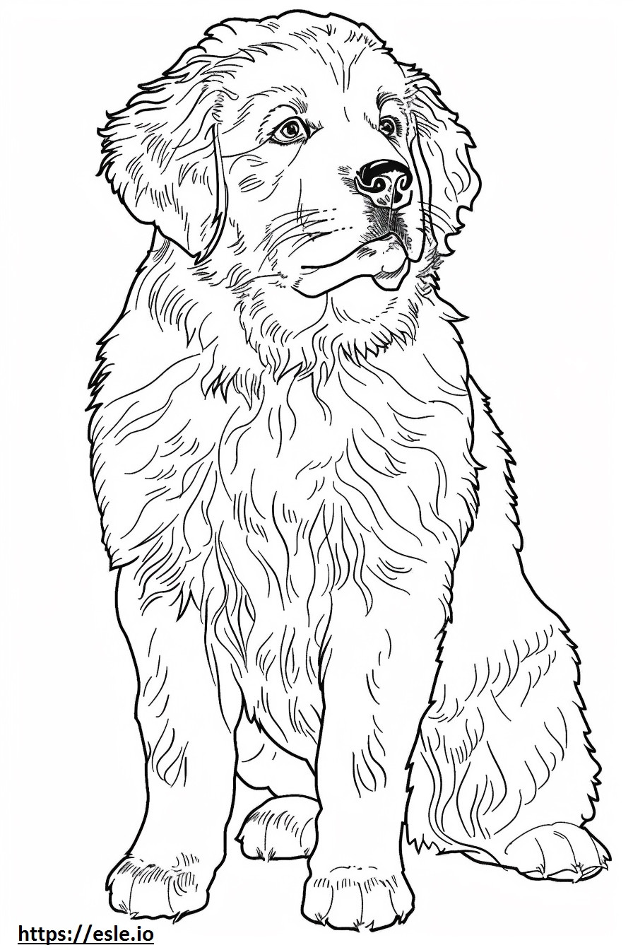 Coloriage Bébé chien de berger d'Anatolie à imprimer