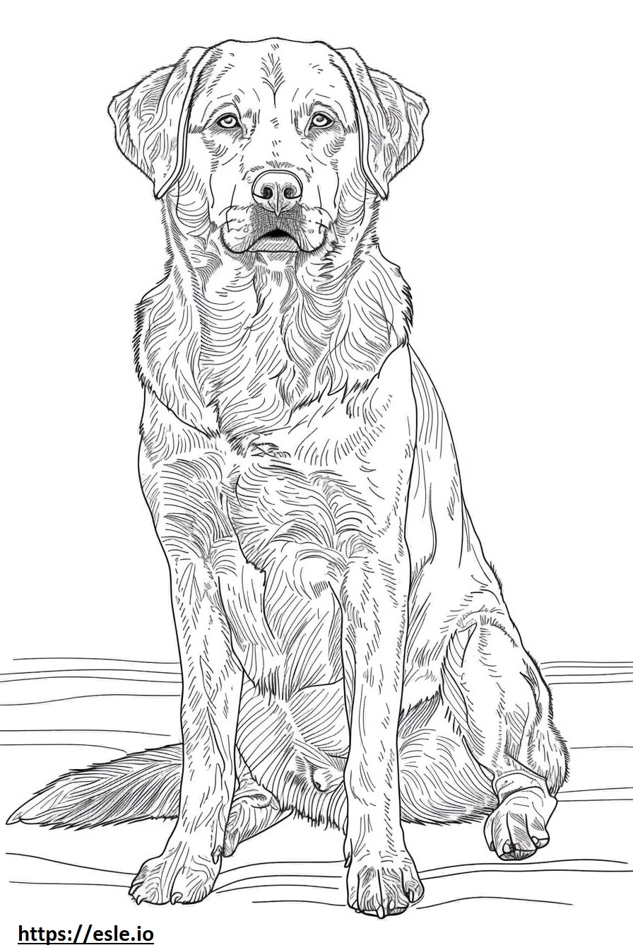 Anatolischer Schäferhund-Cartoon ausmalbild