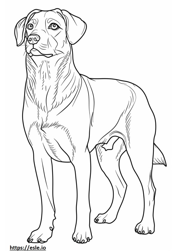 Anatolische herdershond cartoon kleurplaat