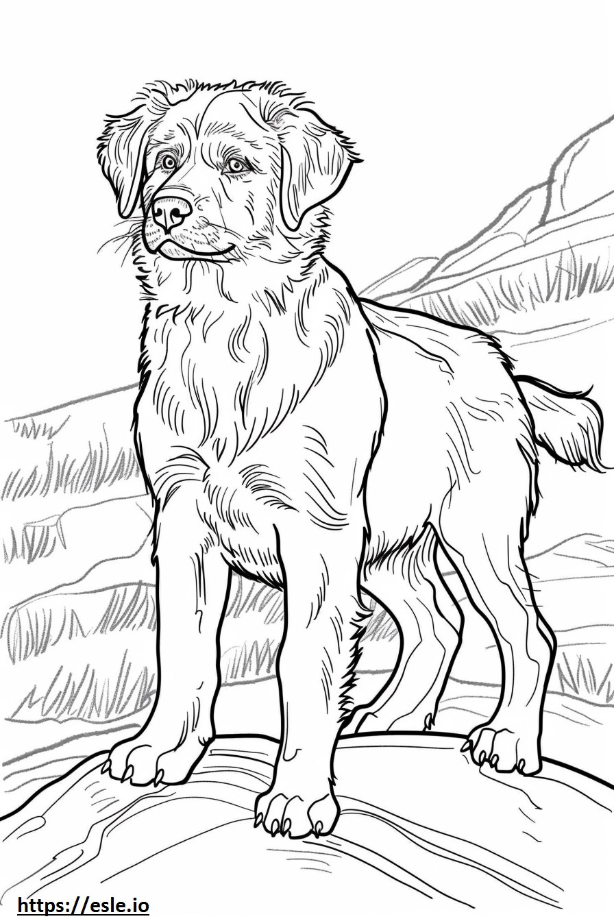 Cão pastor da Anatólia fofo para colorir