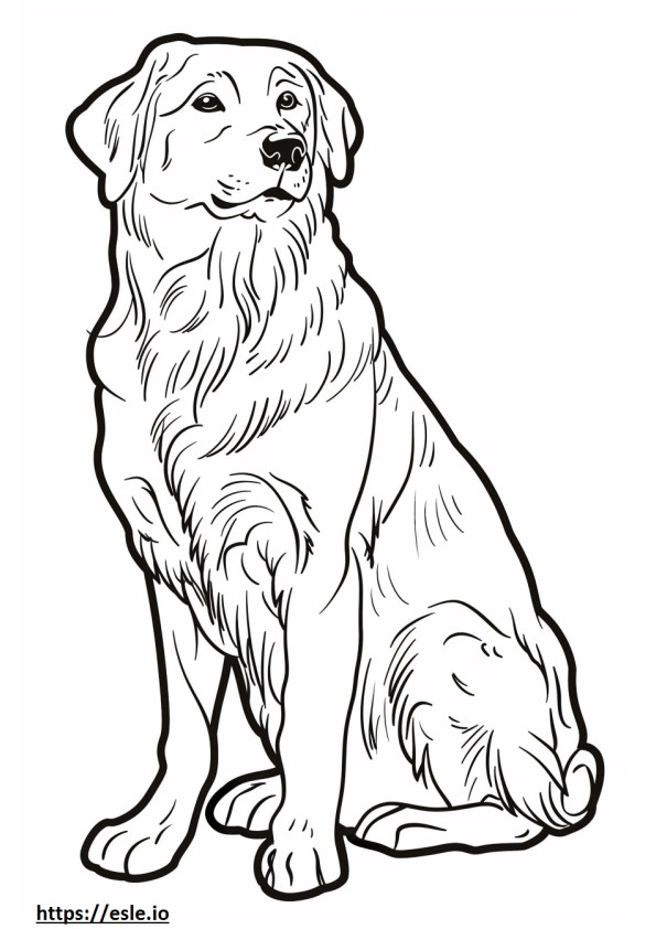 Cão pastor da Anatólia fofo para colorir