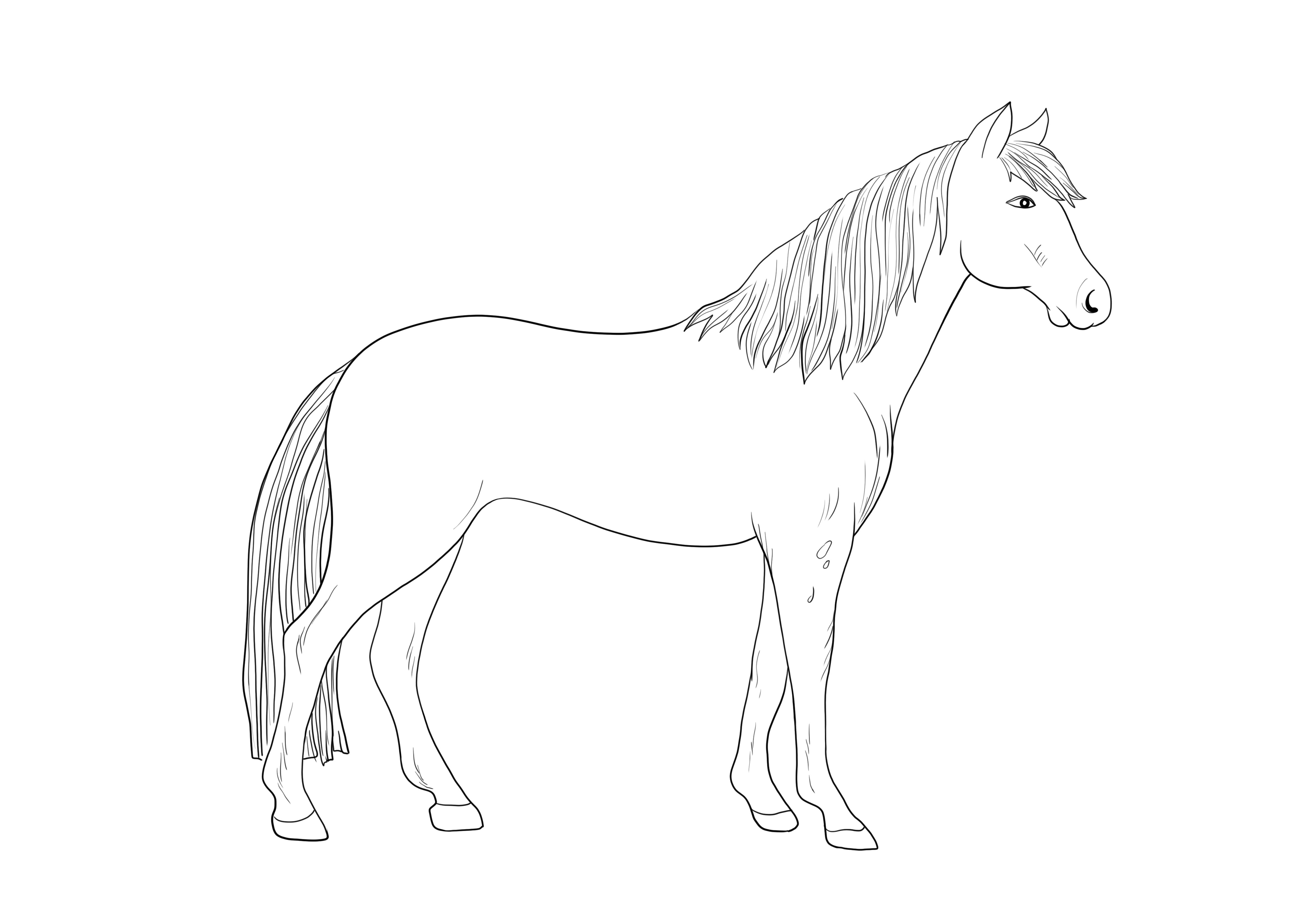 Bellissimo cavallo Appaloosa pronto per la stampa per un'immagine gratuita