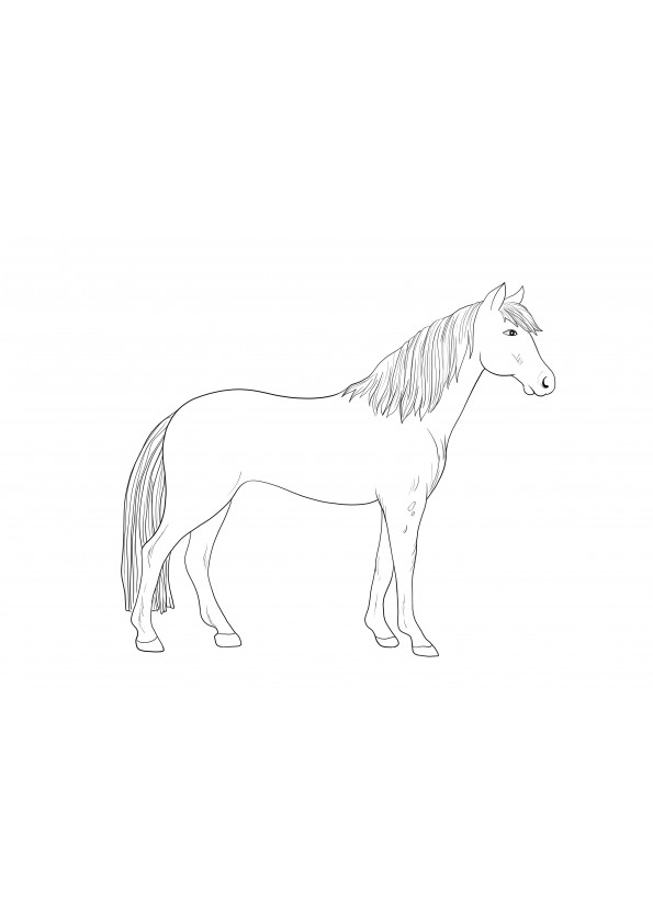 美しいアパルーサ馬の無料画像を印刷する準備ができて