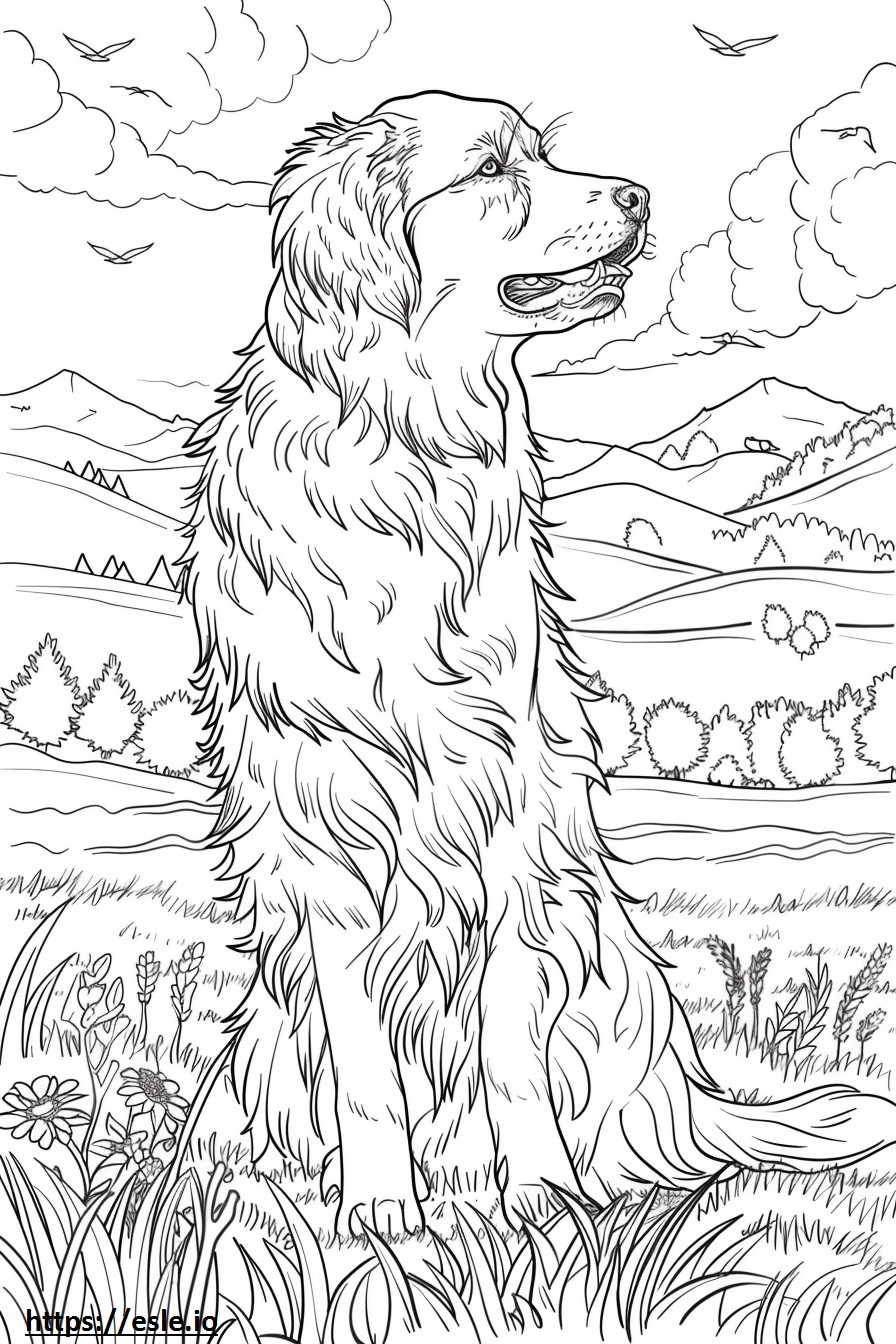 Cão pastor da Anatólia brincando para colorir