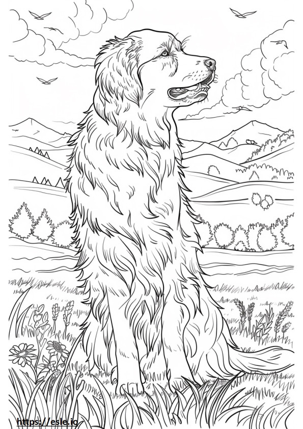 Cão pastor da Anatólia brincando para colorir