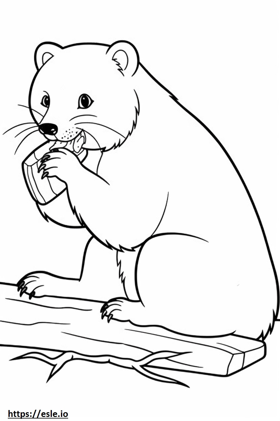 Angora Ferret Playing coloring page