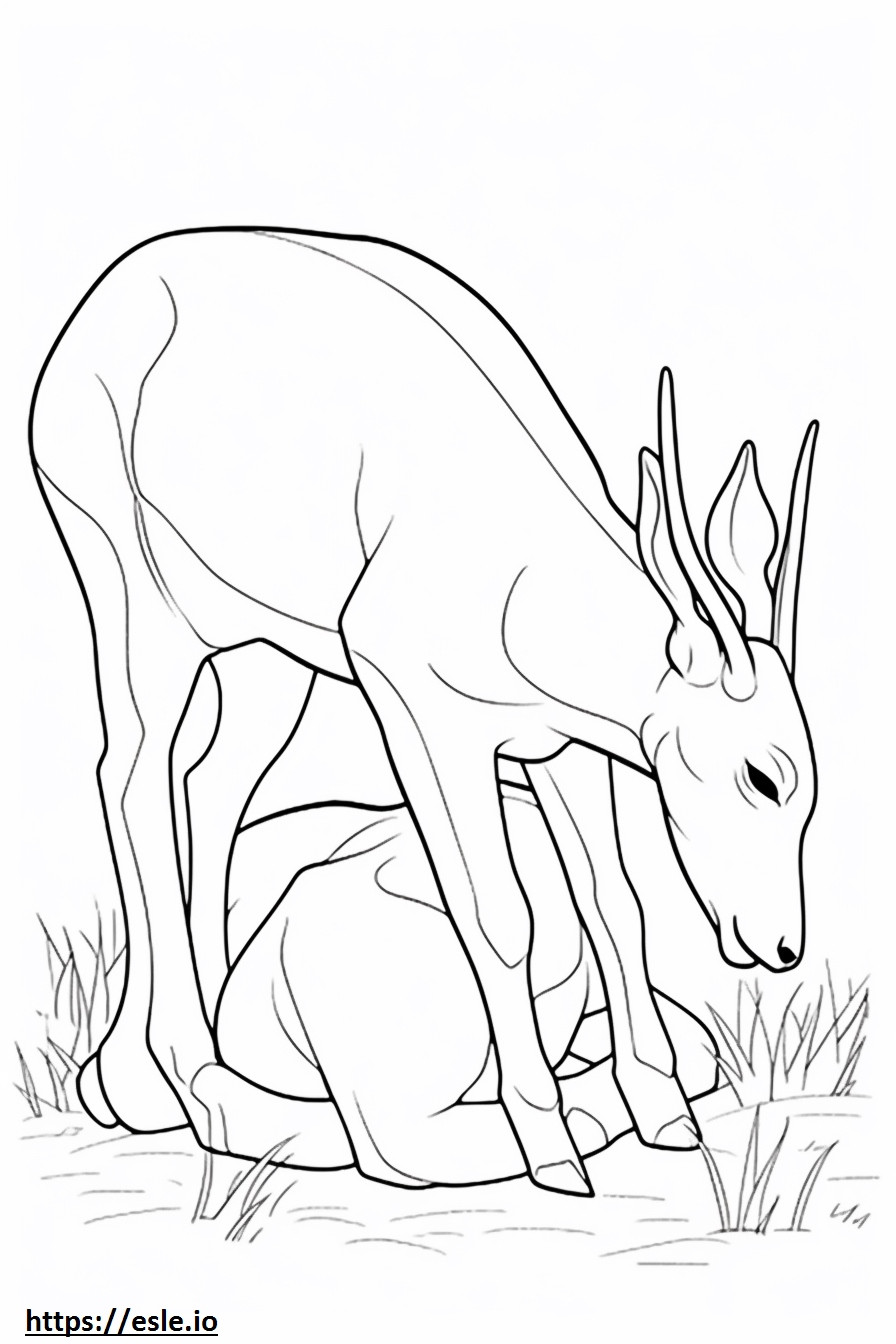 Antelope Sleeping coloring page