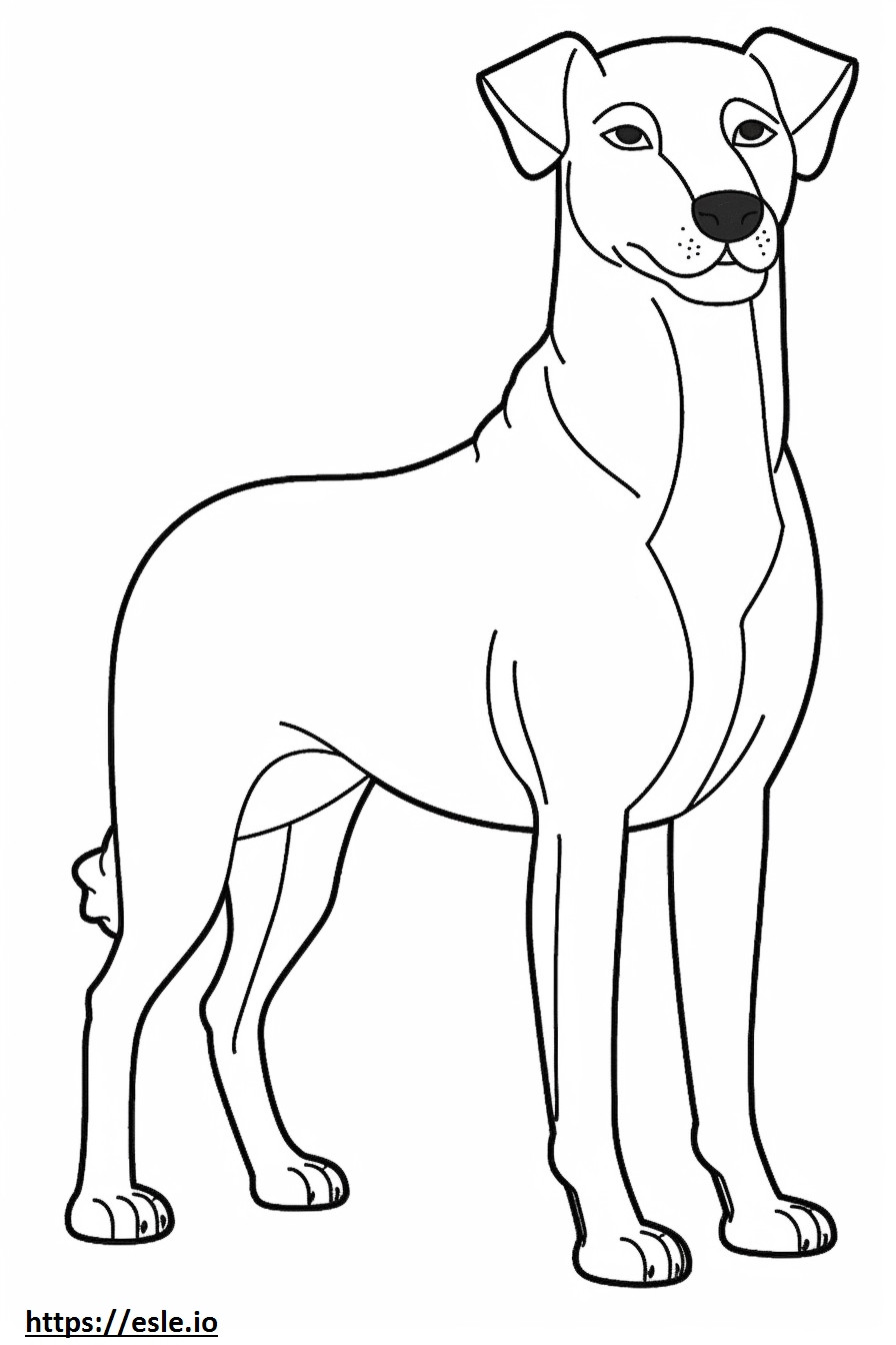 Appenzeller Dog koko vartalo värityskuva