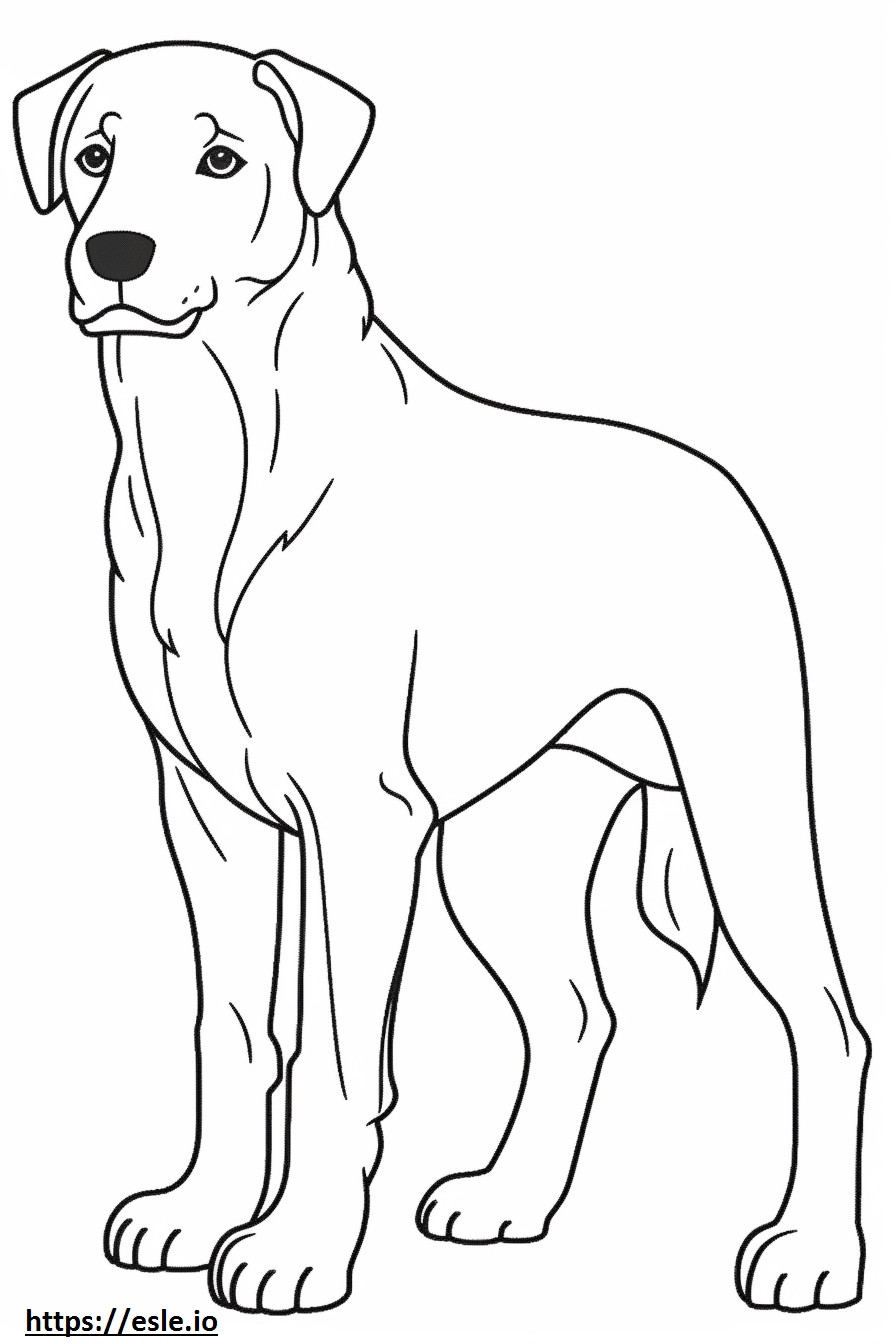 Appenzeller kutya teljes testtel szinező