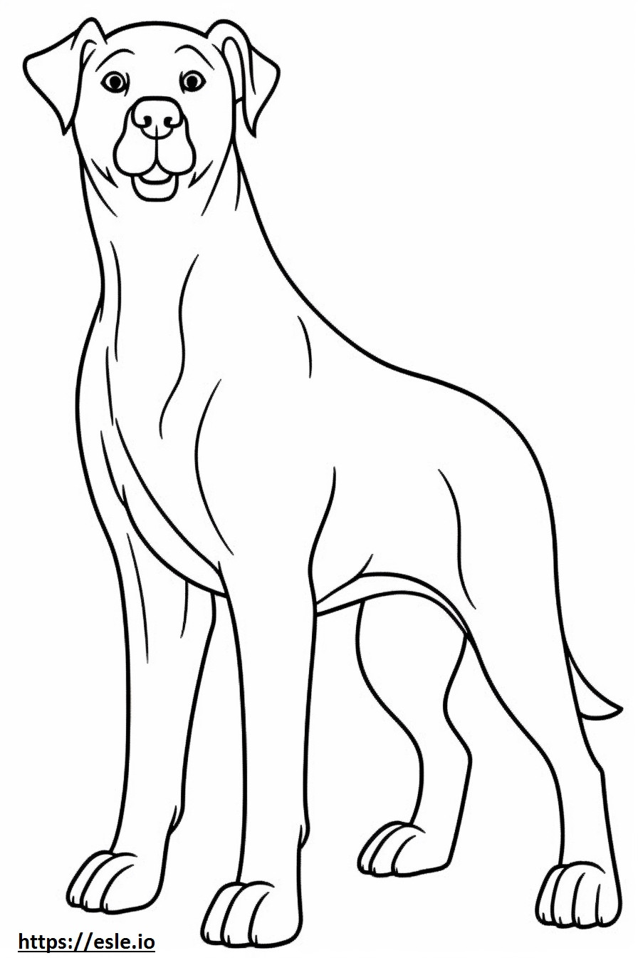 Cachorro Appenzeller fofo para colorir