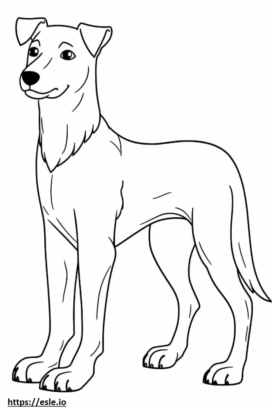 Câine Appenzeller drăguț de colorat