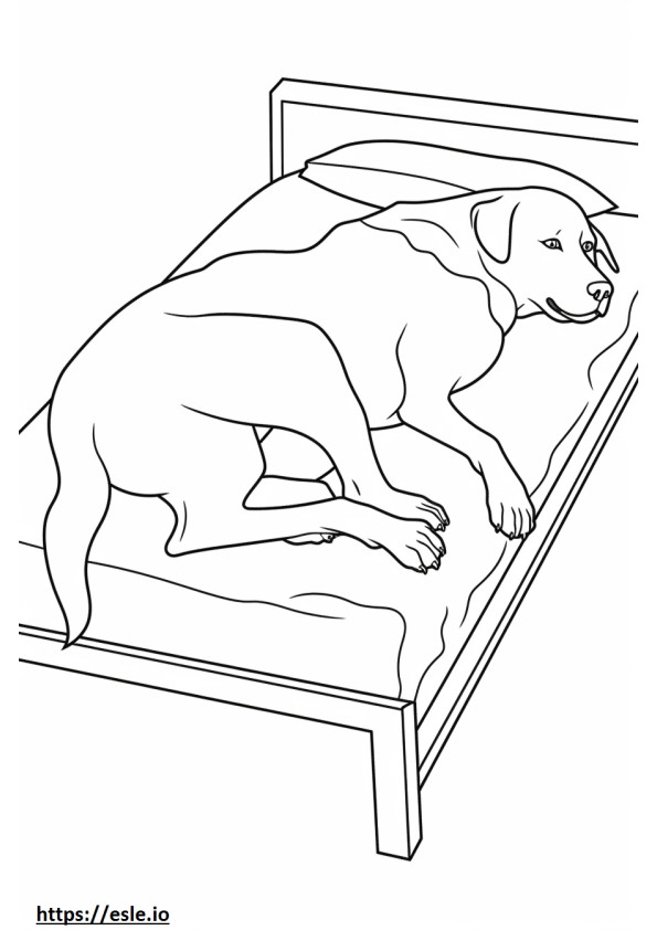 Appenzeller-hond slaapt kleurplaat