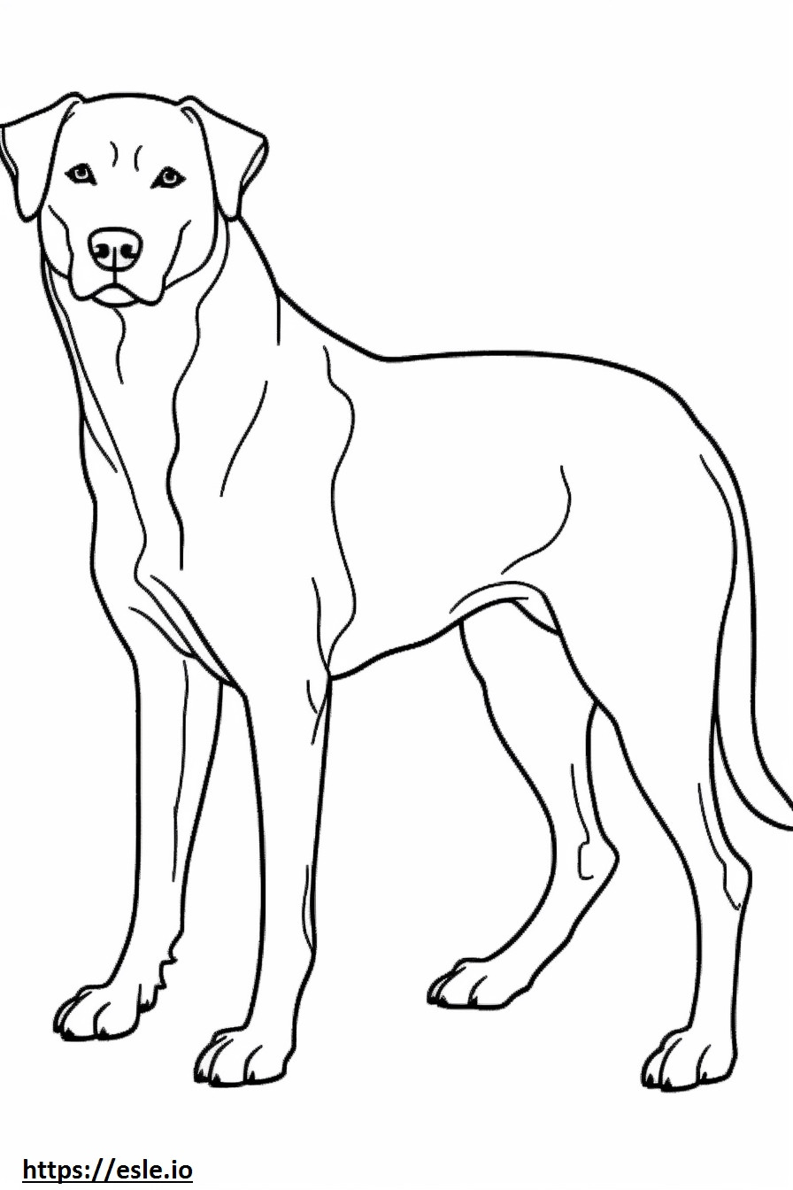 Appenzeller-koira leikkii värityskuva
